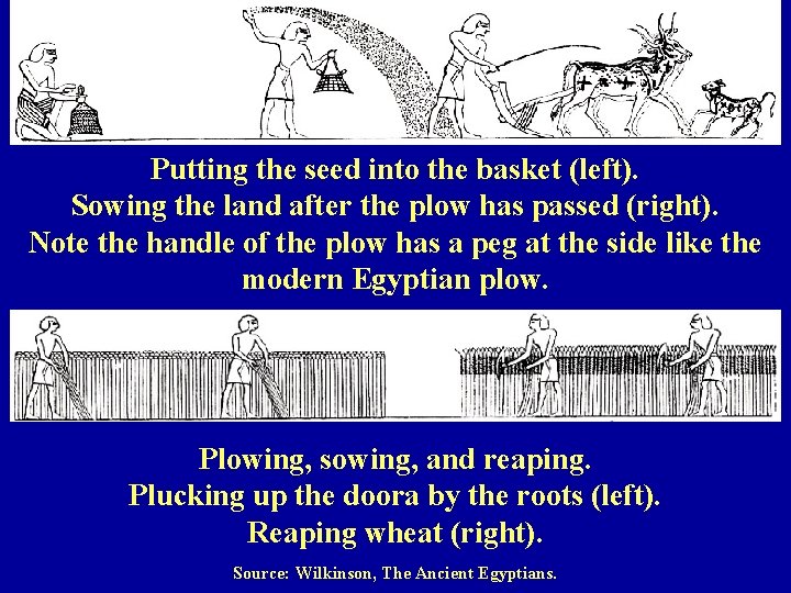Putting the seed into the basket (left). Sowing the land after the plow has