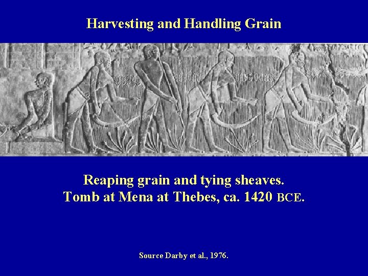Harvesting and Handling Grain Reaping grain and tying sheaves. Tomb at Mena at Thebes,