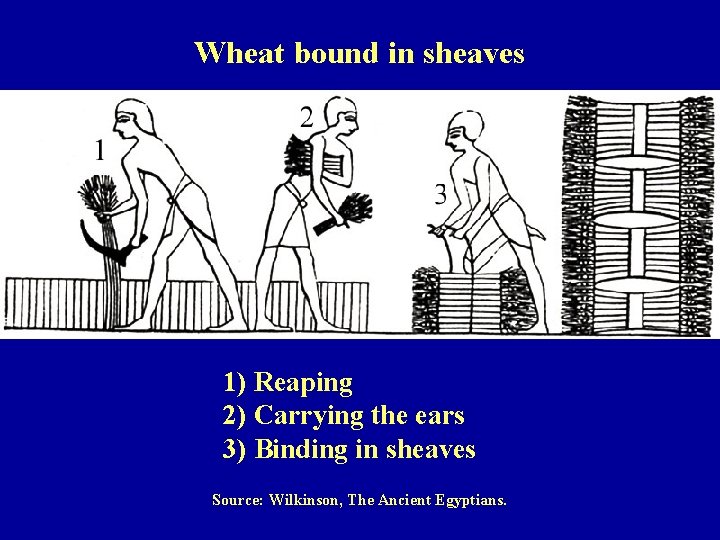 Wheat bound in sheaves 1) Reaping 2) Carrying the ears 3) Binding in sheaves