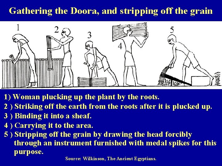 Gathering the Doora, and stripping off the grain 1) Woman plucking up the plant