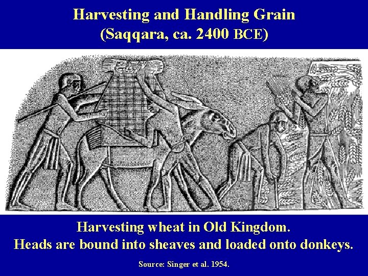 Harvesting and Handling Grain (Saqqara, ca. 2400 BCE) Harvesting wheat in Old Kingdom. Heads