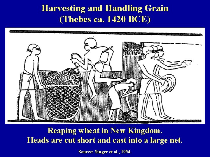 Harvesting and Handling Grain (Thebes ca. 1420 BCE) Reaping wheat in New Kingdom. Heads