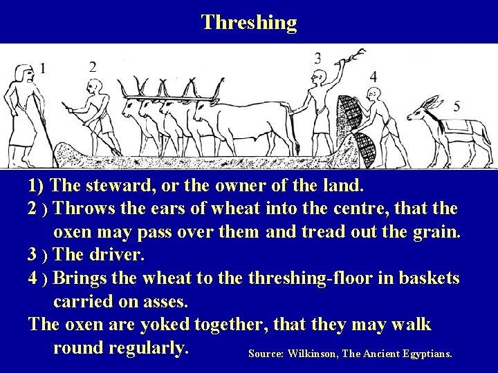 Threshing 1) The steward, or the owner of the land. 2 ) Throws the
