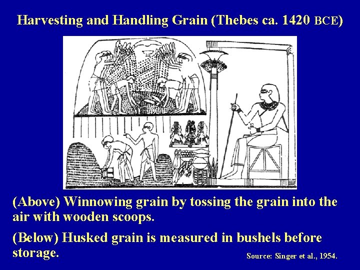 Harvesting and Handling Grain (Thebes ca. 1420 BCE) (Above) Winnowing grain by tossing the