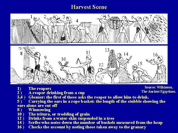 Harvest Scene Source: Wilkinson, 1) The reapers The Ancient Egyptians. 2 ) A reaper
