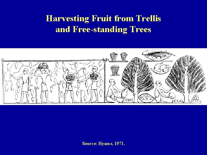 Harvesting Fruit from Trellis and Free-standing Trees Source: Hyams, 1971. 
