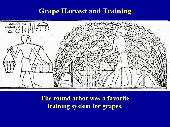 Grape Harvest and Training The round arbor was a favorite training system for grapes.