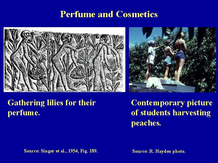 Perfume and Cosmetics Gathering lilies for their perfume. Source: Singer et al. , 1954,