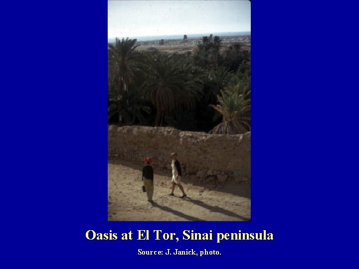 Oasis at El Tor, Sinai peninsula Source: J. Janick, photo. 