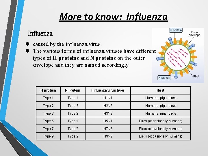 More to know: Influenza l caused by the influenza virus l The various forms