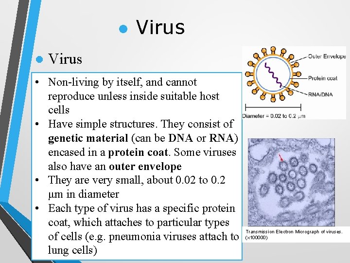 l l Virus • Non-living by itself, and cannot reproduce unless inside suitable host