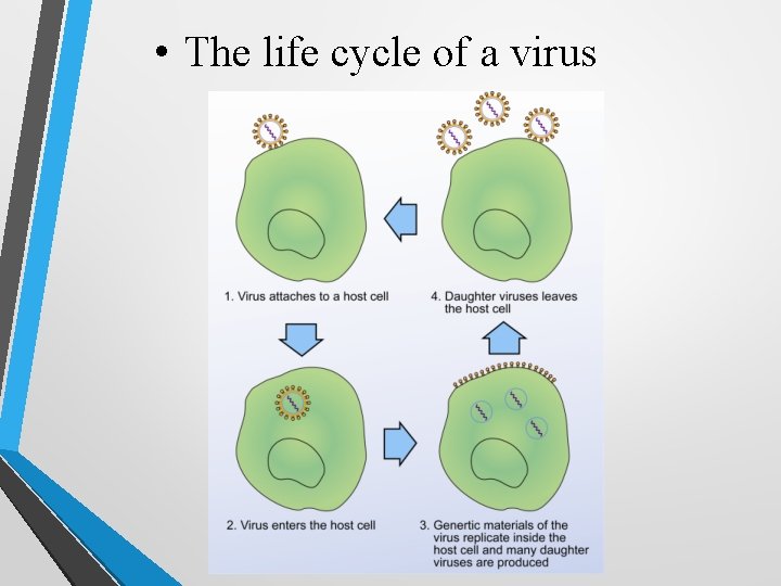  • The life cycle of a virus 