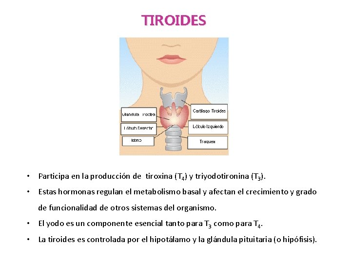 TIROIDES • Participa en la producción de tiroxina (T 4) y triyodotironina (T 3).