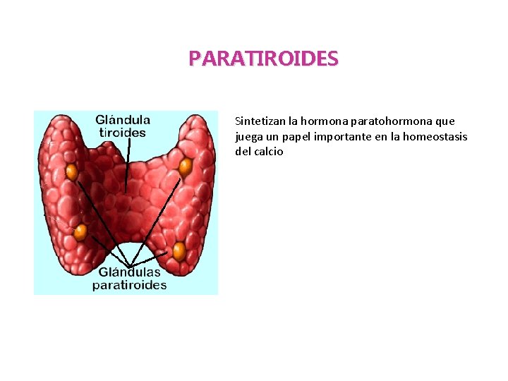 PARATIROIDES Sintetizan la hormona paratohormona que juega un papel importante en la homeostasis del