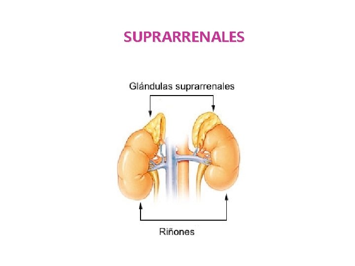SUPRARRENALES 