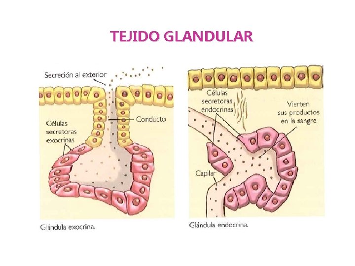 TEJIDO GLANDULAR 