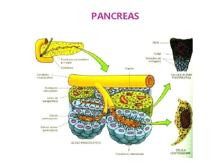 PANCREAS 