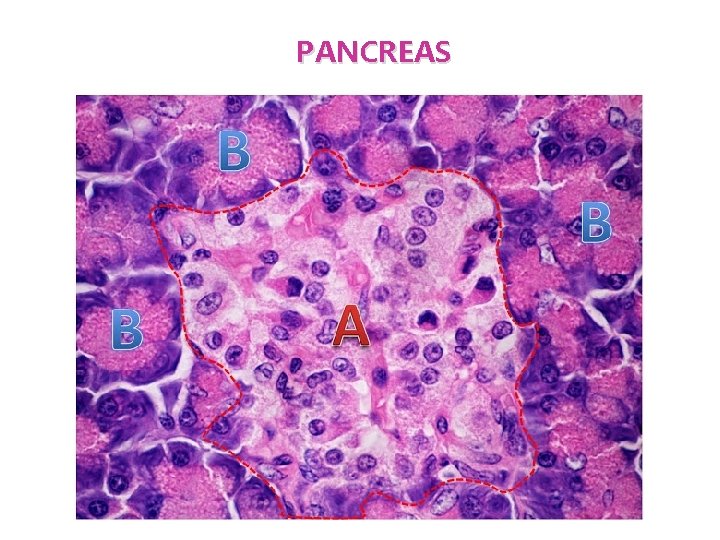 PANCREAS 