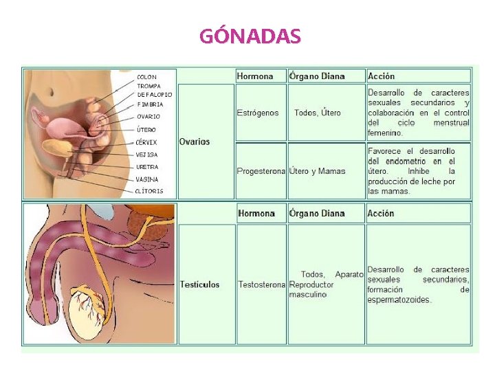 GÓNADAS 