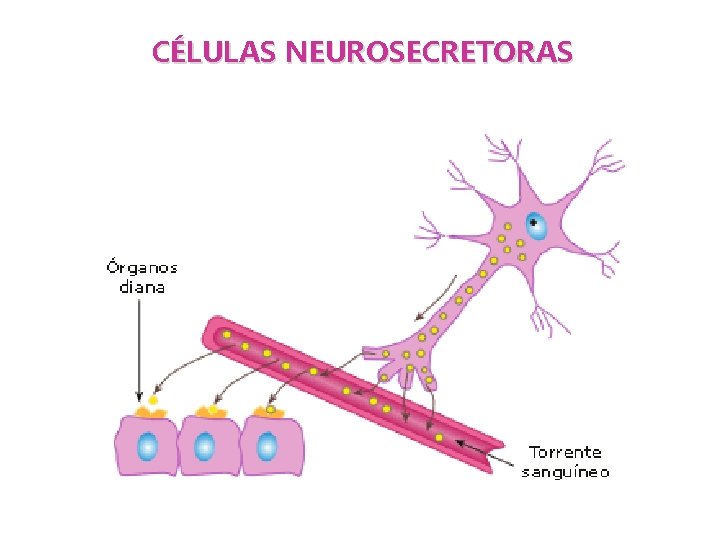 CÉLULAS NEUROSECRETORAS 