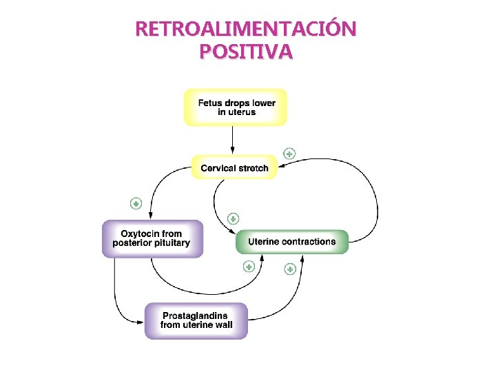 RETROALIMENTACIÓN POSITIVA 