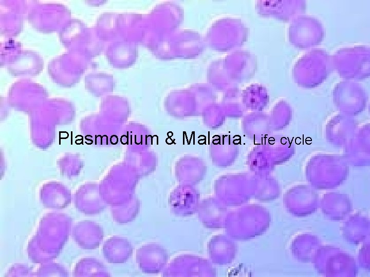 Plasmodium & Malaria: Life cycle 