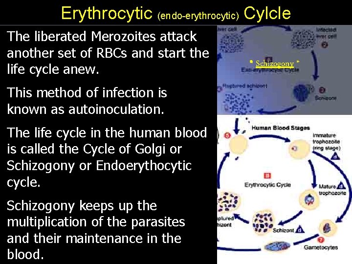Erythrocytic (endo-erythrocytic) Cylcle The liberated Merozoites attack another set of RBCs and start the