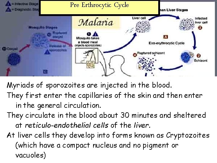 Pre Erthrocytic Cycle Myriads of sporozoites are injected in the blood. They first enter
