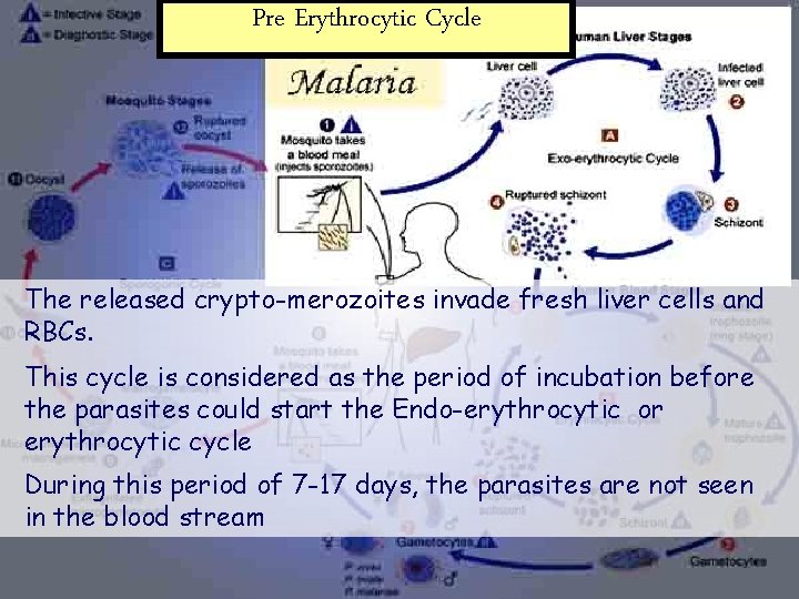 Pre Erythrocytic Cycle The released crypto-merozoites invade fresh liver cells and RBCs. This cycle