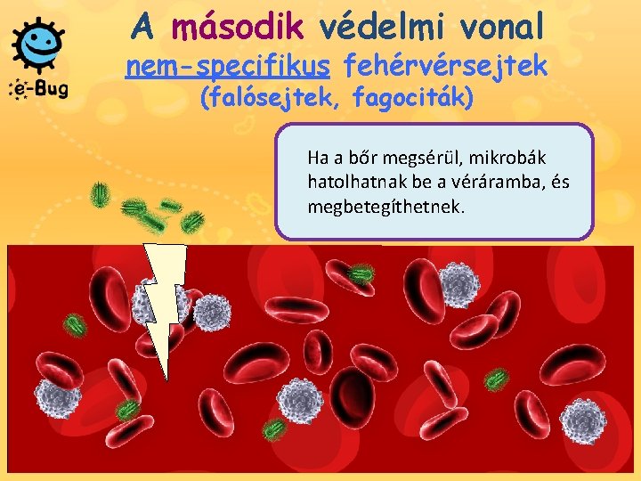 A második védelmi vonal nem-specifikus fehérvérsejtek (falósejtek, fagociták) Ha a bőr megsérül, mikrobák hatolhatnak