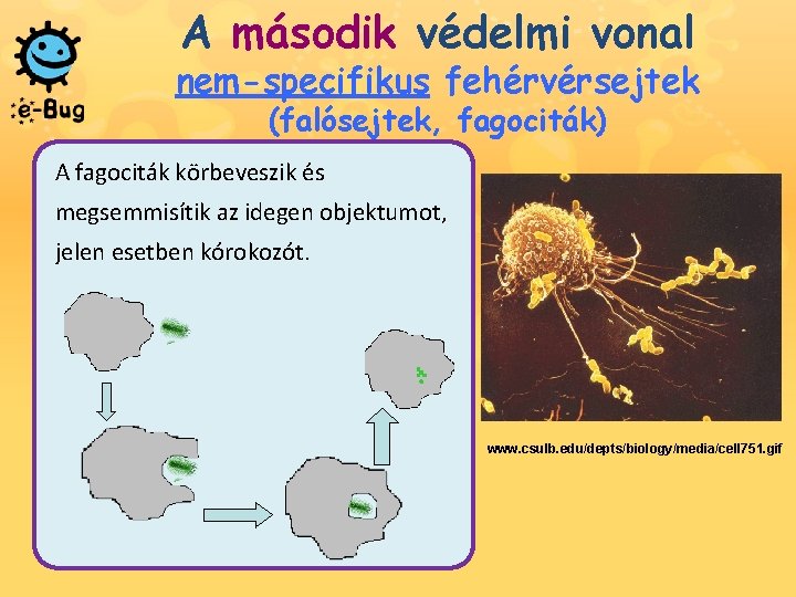 A második védelmi vonal nem-specifikus fehérvérsejtek (falósejtek, fagociták) A fagociták körbeveszik és megsemmisítik az