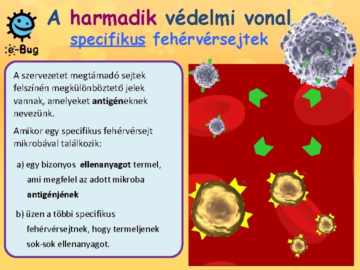 A harmadik védelmi vonal specifikus fehérvérsejtek A szervezetet megtámadó sejtek felszínén megkülönböztető jelek vannak,