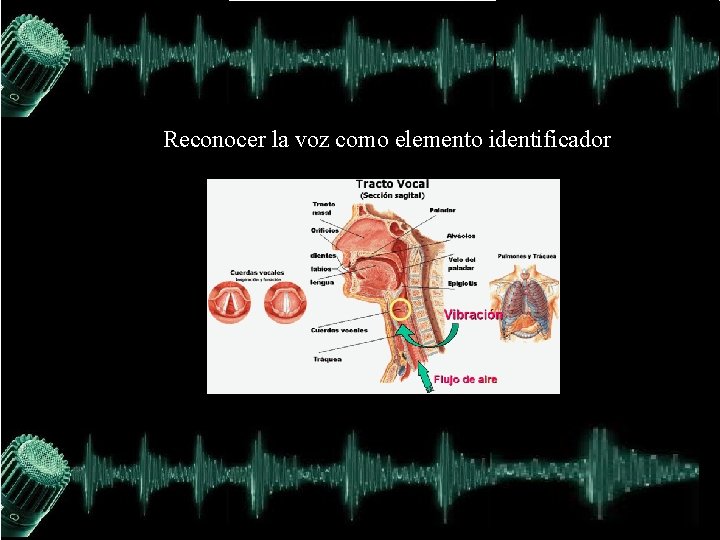 Reconocer la voz como elemento identificador 