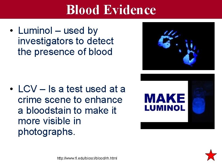 Blood Evidence • Luminol – used by investigators to detect the presence of blood