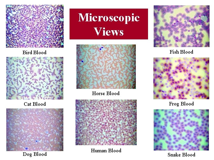 Microscopic Views Fish Blood Bird Blood Horse Blood Frog Blood Cat Blood Dog Blood