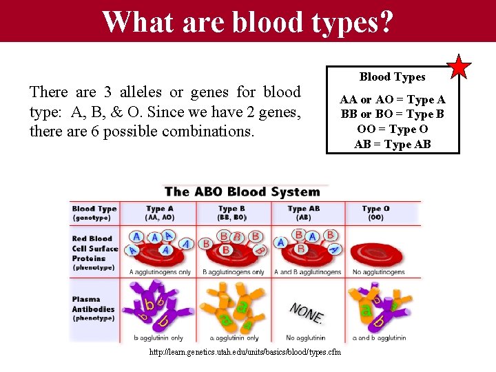 What are blood types? There are 3 alleles or genes for blood type: A,