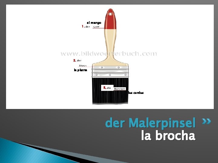 1. 2. el mango der la planta 3, die las cerdas der Malerpinsel la