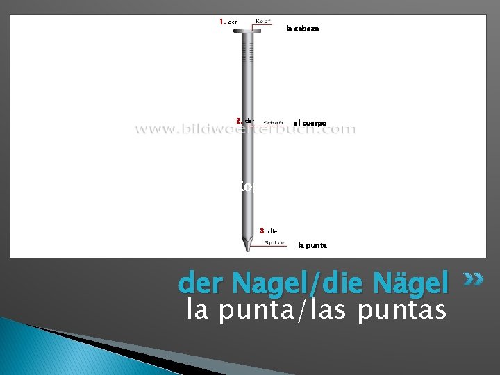 1. der la cabeza 2. der el cuerpo Kopf 3. die la punta der