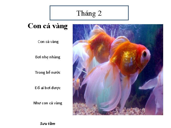 Tháng 2 Con cá vàng Bơi nhẹ nhàng Trong bể nước Đố ai bơi