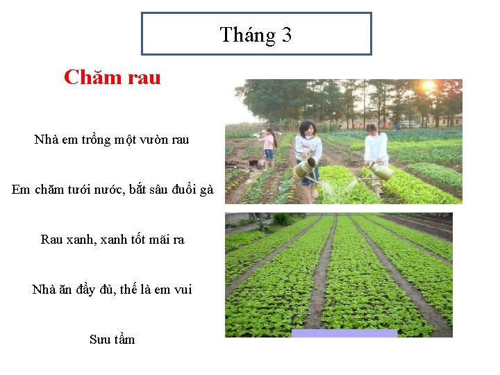 Tháng 3 Chăm rau Nhà em trồng một vườn rau Em chăm tưới nước,