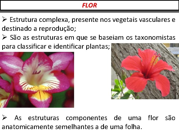 FLOR Ø Estrutura complexa, presente nos vegetais vasculares e destinado a reprodução; Ø São