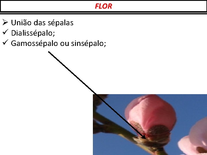 FLOR Ø União das sépalas ü Dialissépalo; ü Gamossépalo ou sinsépalo; 