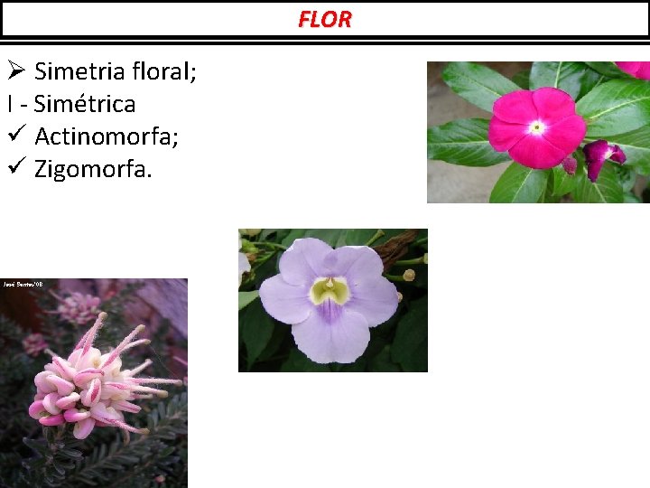 FLOR Ø Simetria floral; I - Simétrica ü Actinomorfa; ü Zigomorfa. 