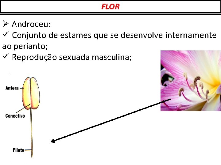 FLOR Ø Androceu: ü Conjunto de estames que se desenvolve internamente ao perianto; ü