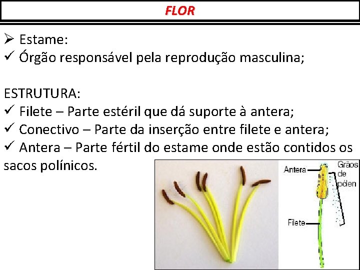 FLOR Ø Estame: ü Órgão responsável pela reprodução masculina; ESTRUTURA: ü Filete – Parte