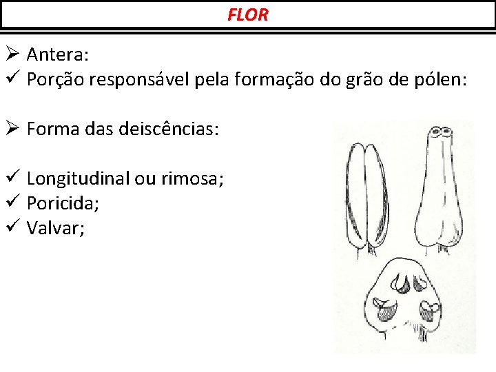 FLOR Ø Antera: ü Porção responsável pela formação do grão de pólen: Ø Forma