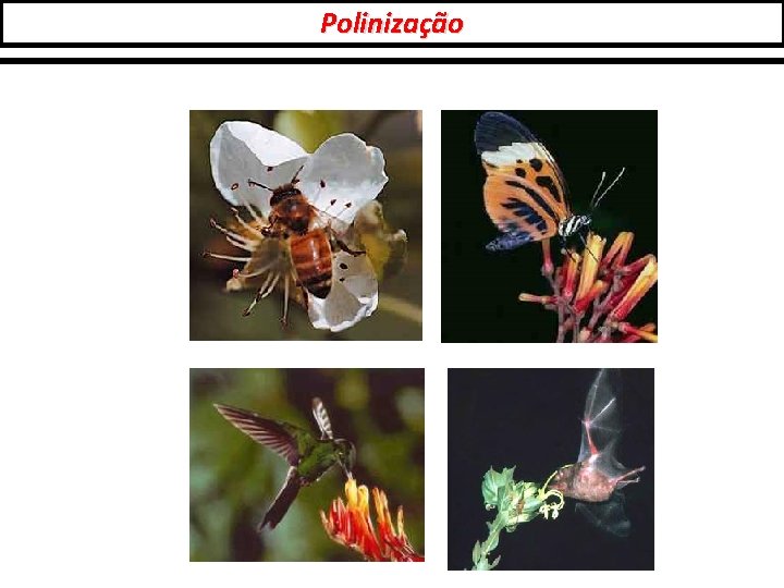 Polinização 