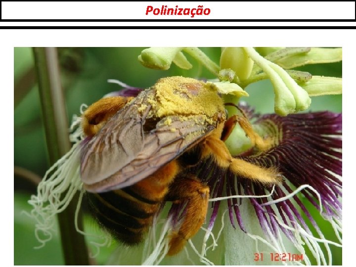 Polinização 