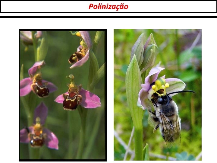 Polinização 