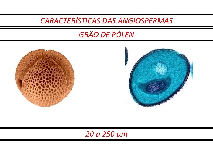CARACTERÍSTICAS DAS ANGIOSPERMAS GRÃO DE PÓLEN 20 a 250 μm 